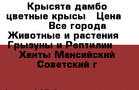 Крысята дамбо цветные крысы › Цена ­ 250 - Все города Животные и растения » Грызуны и Рептилии   . Ханты-Мансийский,Советский г.